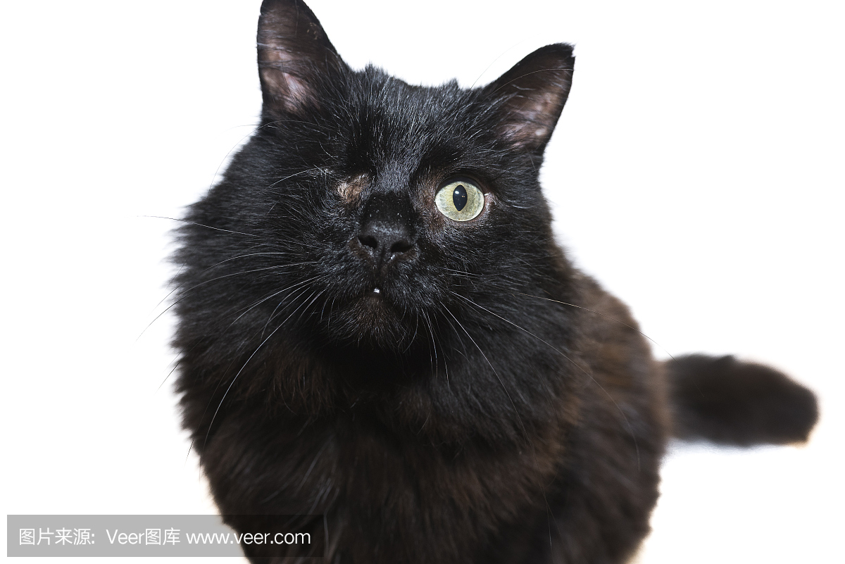 孤立在白色背景上的独眼黑猫的肖像被禁用