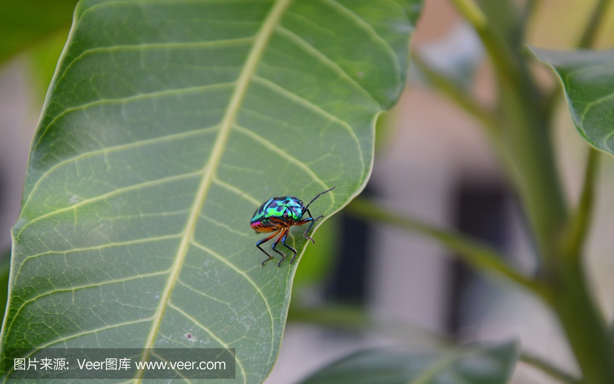 在花园里的芒果叶上的小姐虫子