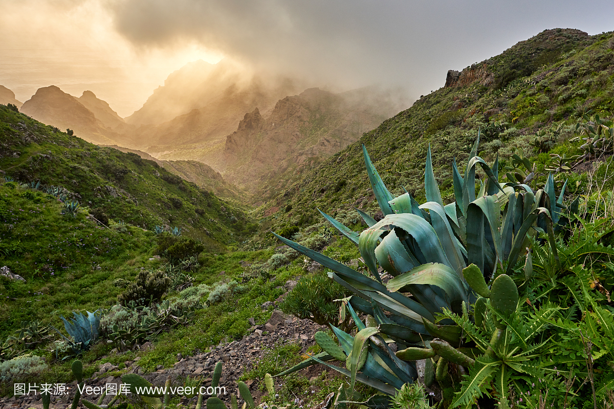 在特内里费岛的山脉植被