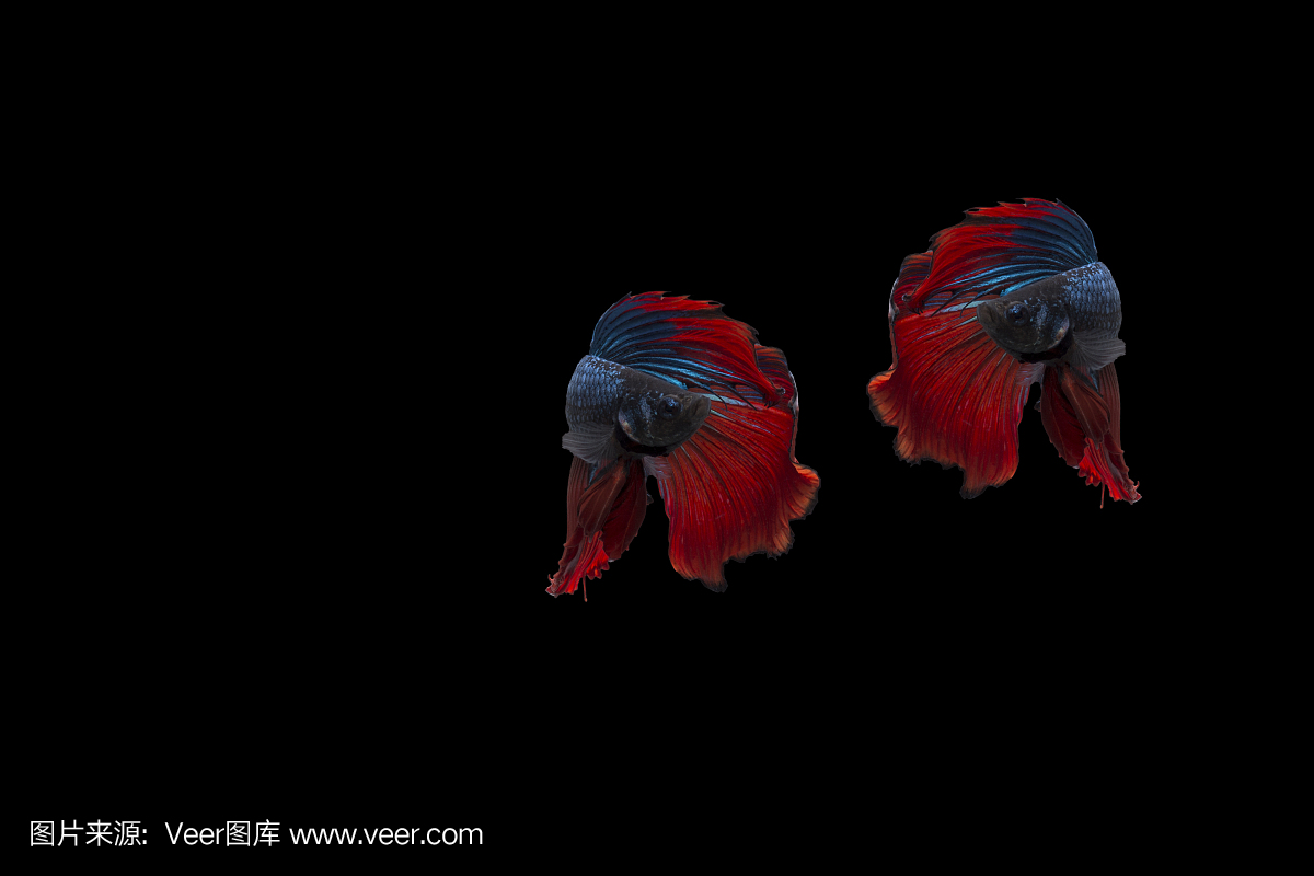 双色彩丰富的斗鱼,孤立在黑色背景上的暹罗斗
