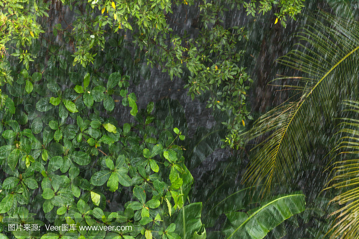 雨季在热带森林中