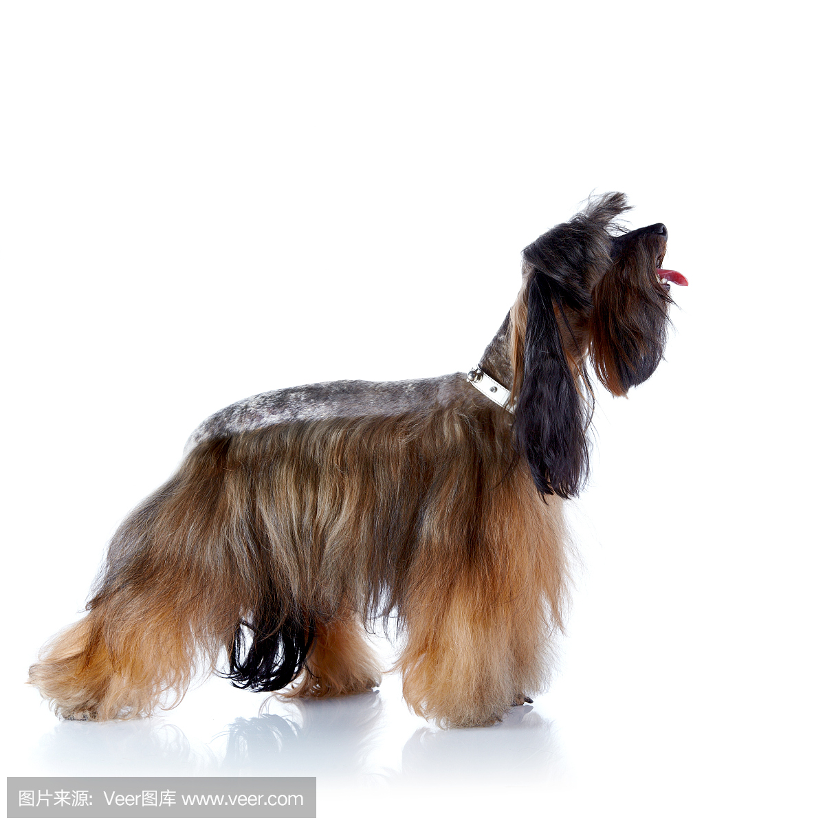 贵宾犬,贵妇犬,贵宾狗,一种智力很高的狮子狗