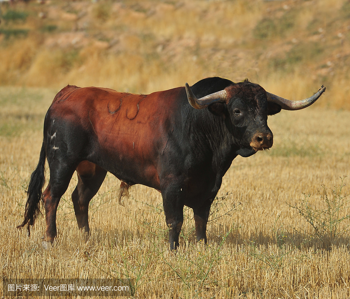 斗牛比赛,斗牛,西班牙斗牛,斗牛赛