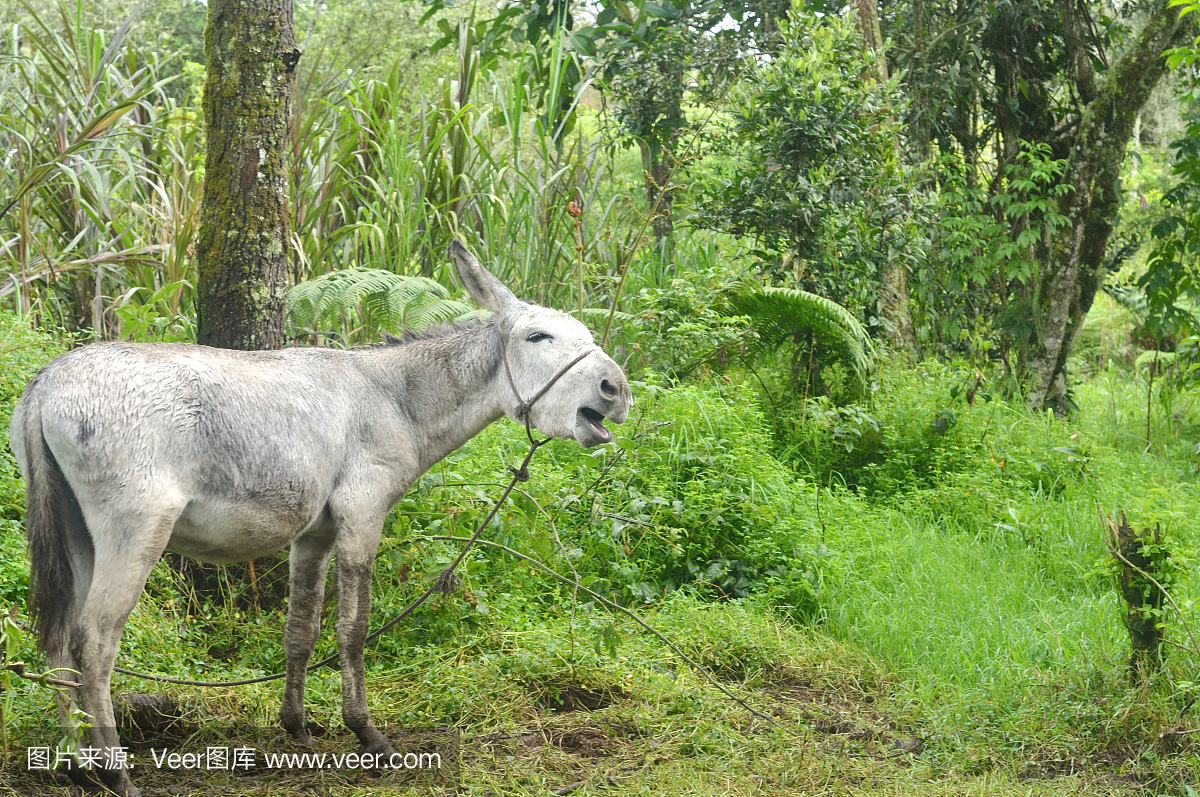 嘶叫,驴叫声,叫声,驴子