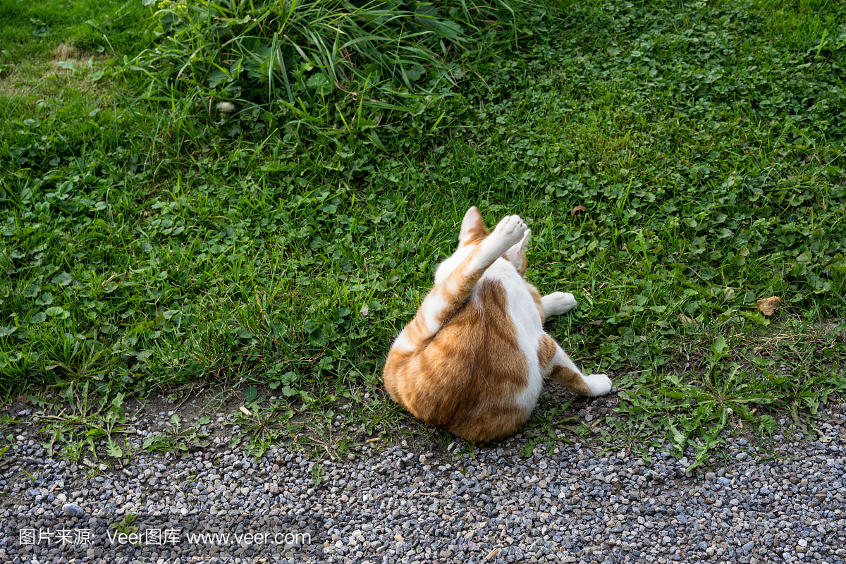 浅棕色和白色的猫在石路上和草地上