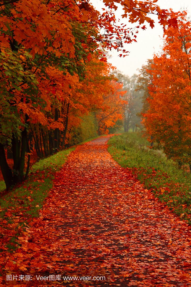 自然,黄色,红色,十月