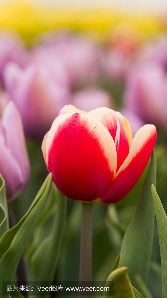 郁金香在春天在荷兰。