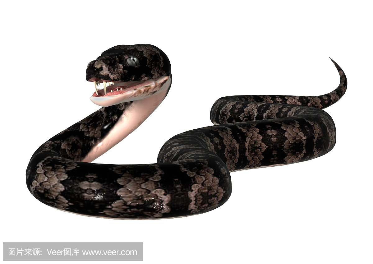 噬鱼蝮蛇,食鱼蝮,棉口蛇,水腹蛇