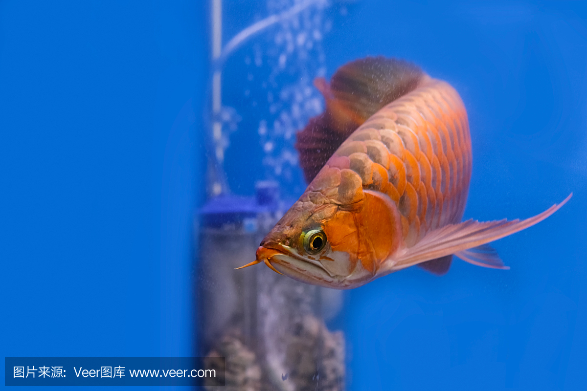 亚洲红龙鱼鱼在鱼缸里游泳。
