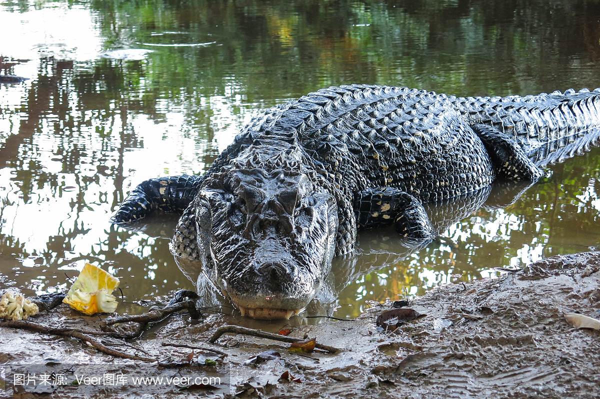 黑宽吻凯门鳄,黑窄吻鳄,黑宽吻鳄,黑短吻鳄