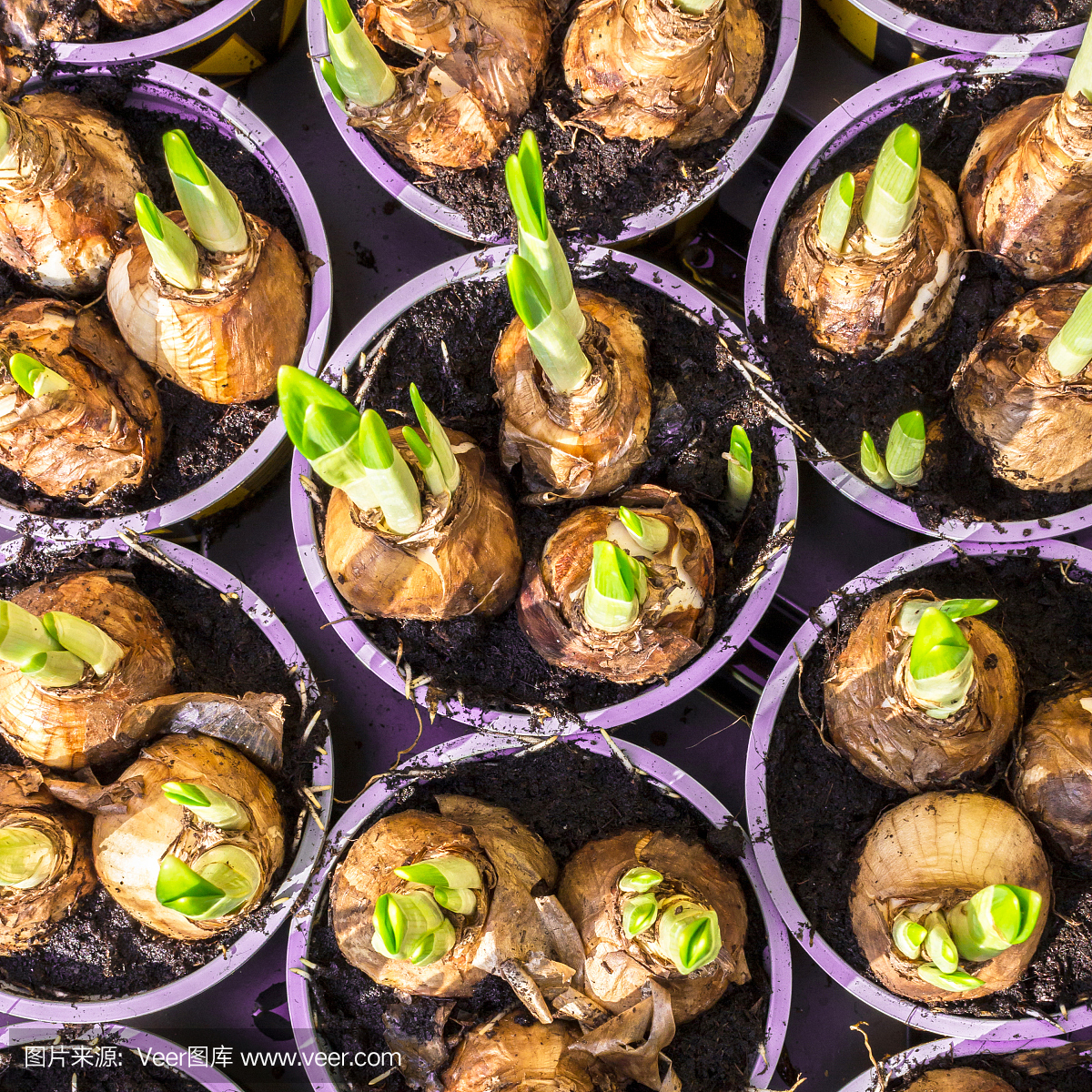 水仙花,水仙黄,水仙,黄水仙