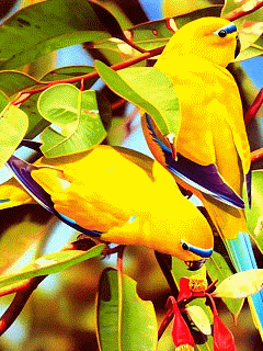 电脑待机动态屏保鱼