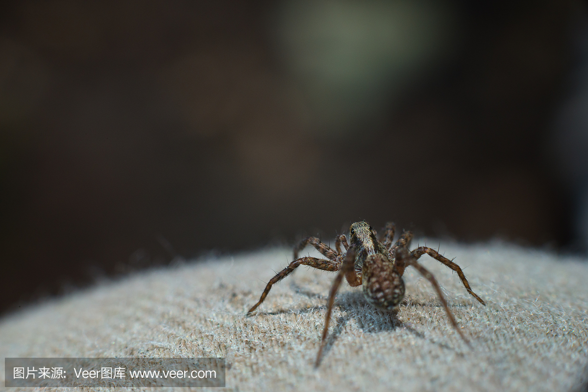 可爱的,恐惧症,怪异,暗色