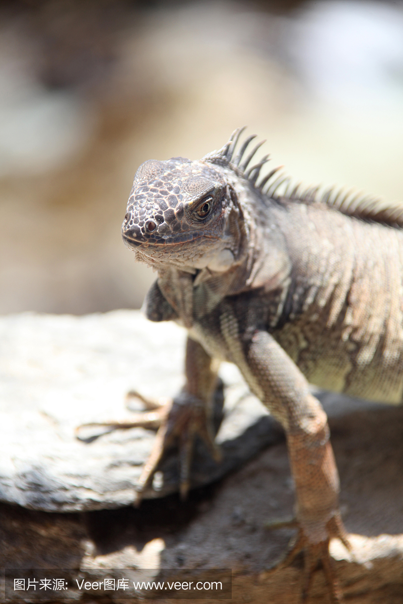 鬣蜥站在岩石上,南美洲的哥伦比亚圣玛尔塔。