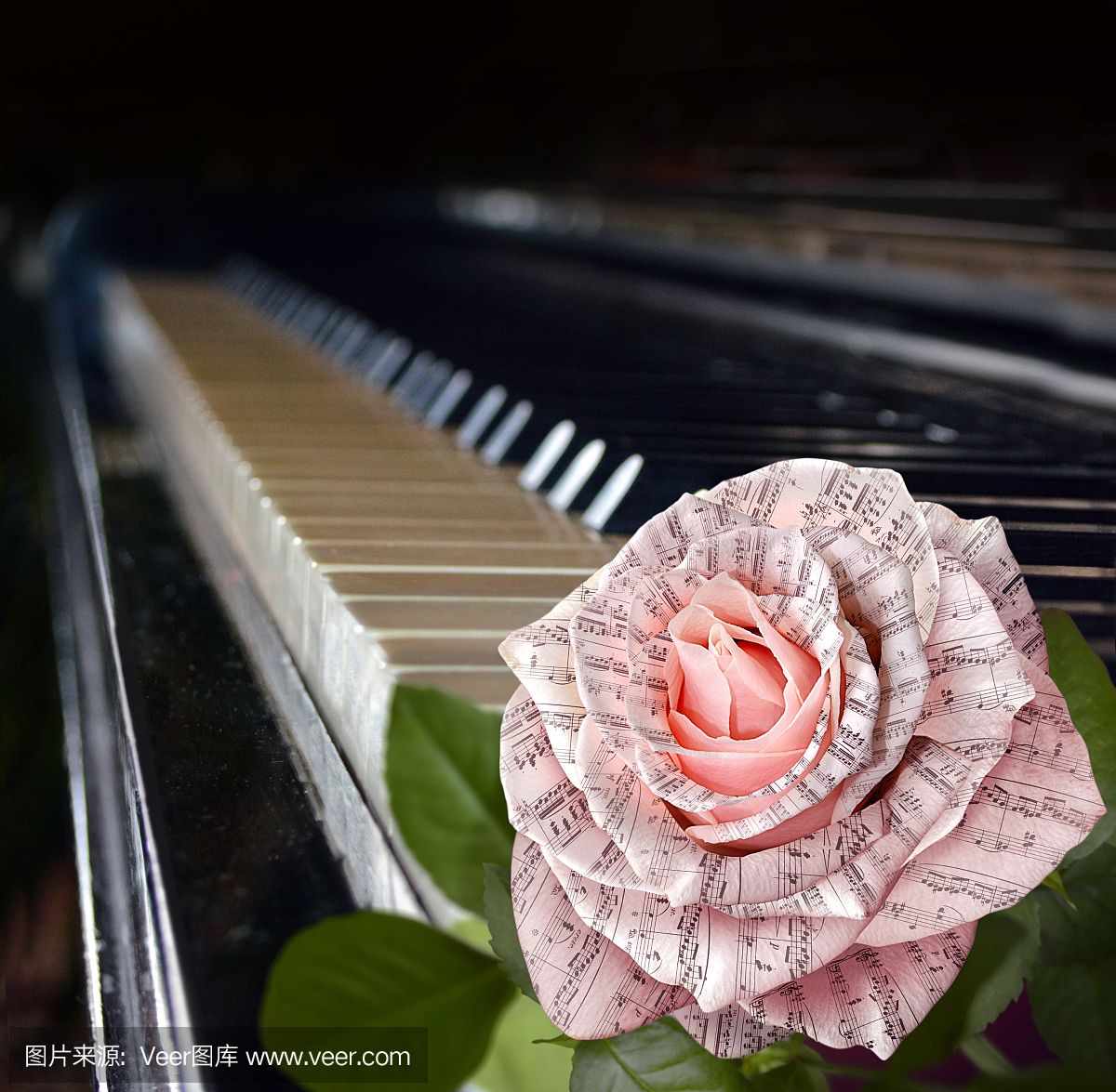 音乐符号。美丽的粉红色玫瑰与钢琴键盘上的笔