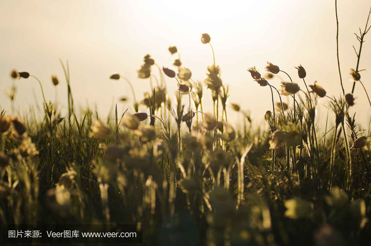 Pasque花盛开在春天的岩石在日落。