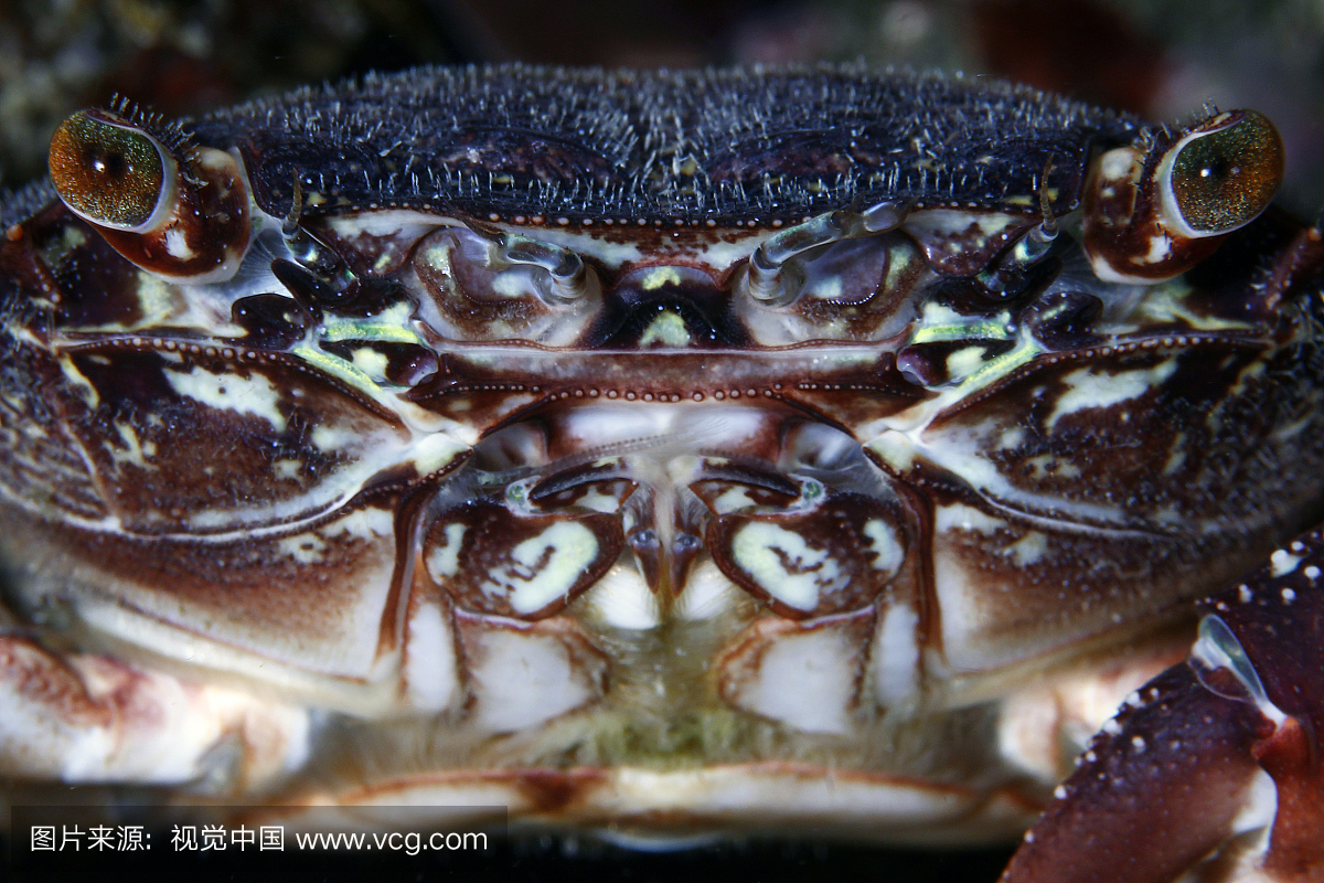 螃蟹脸