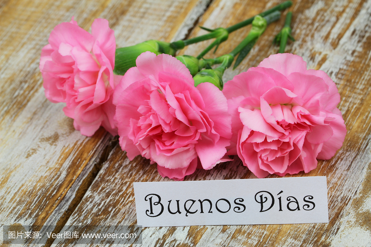 布宜诺斯艾利斯(早安西班牙语)卡片与粉红色康乃馨