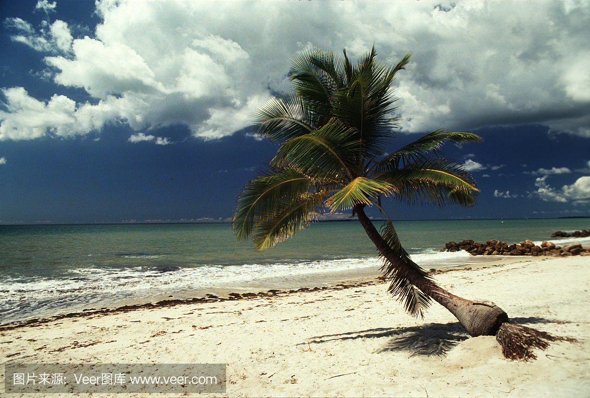 椰子树,椰林,椰树,坦桑尼亚