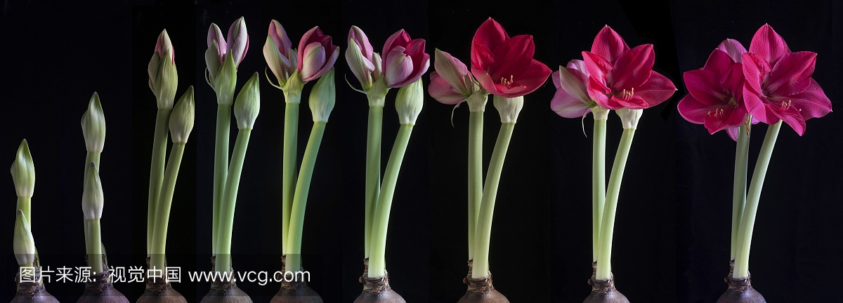 Amaryllis(孤挺花)的成长阶段反对黑背景