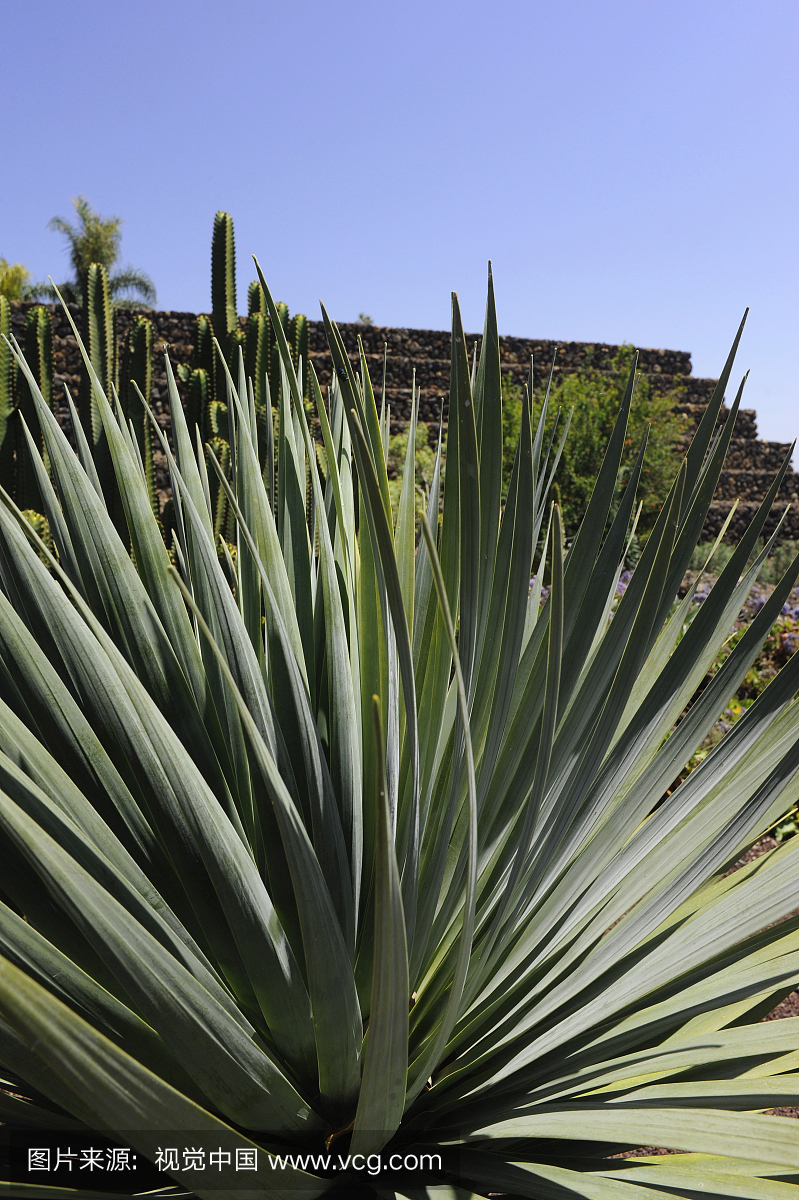 Gueimar,芦荟,Piramides de Gueimar,特内里费