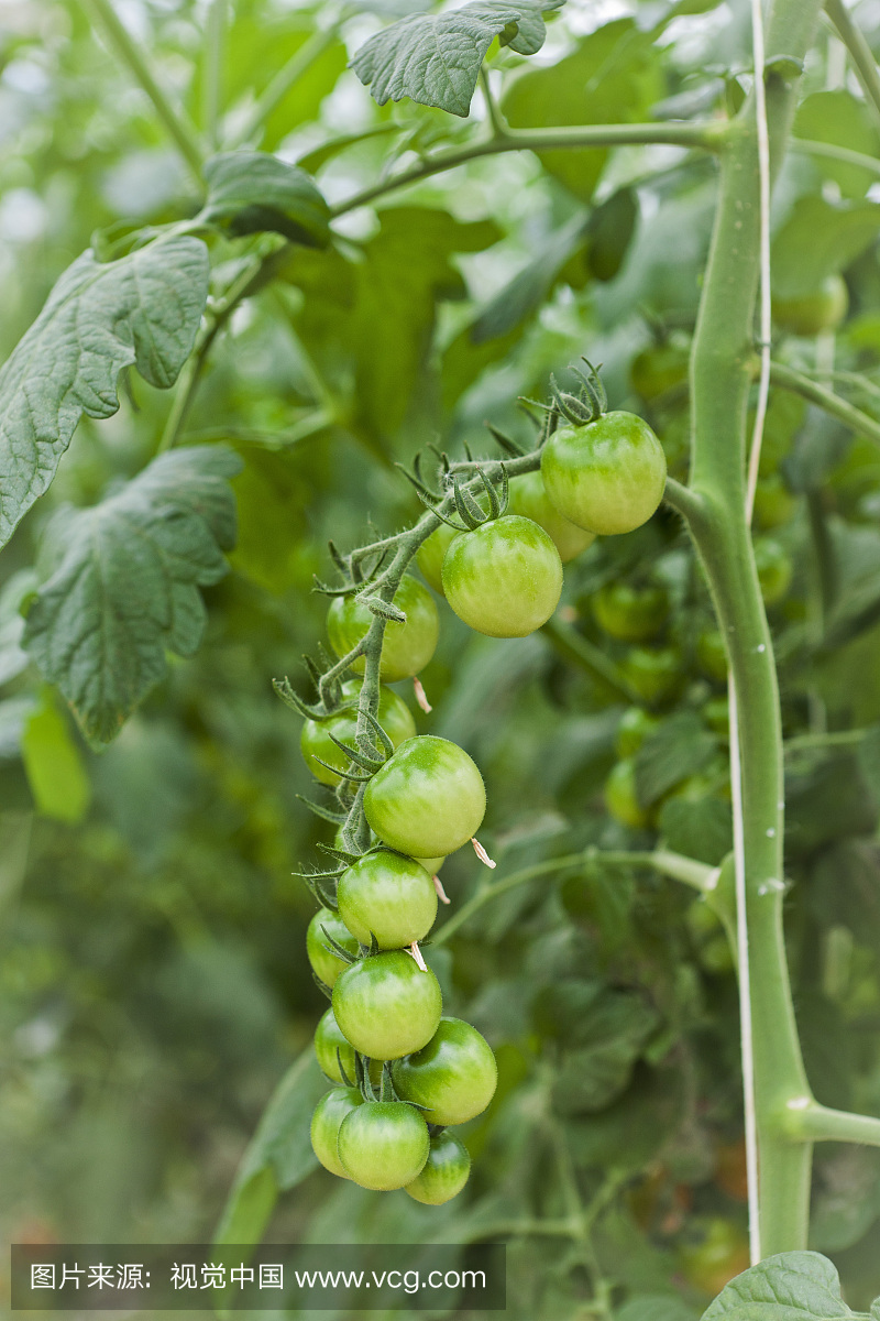 有机樱桃Tomatos在温室,Laugaras,南冰岛,冰岛