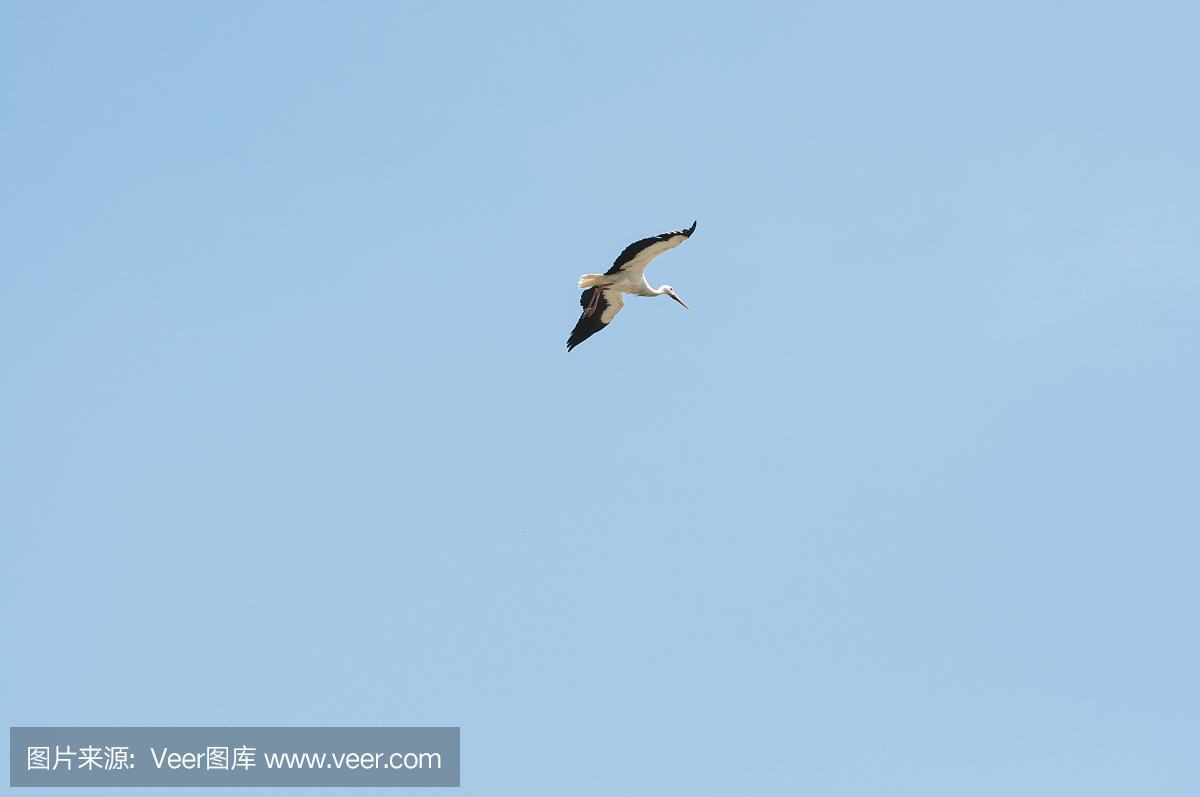 白鹳,欧洲白鹳,东方白鹳,马德里