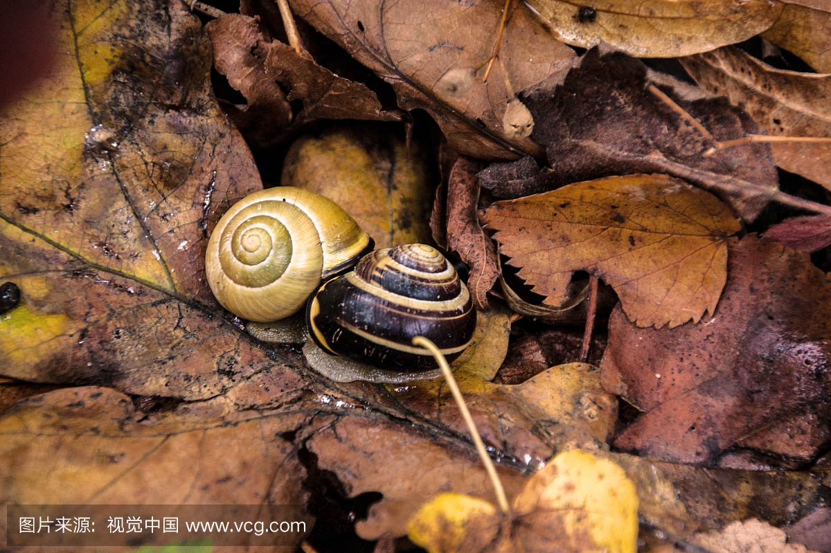 蜗牛特写镜头在叶子的