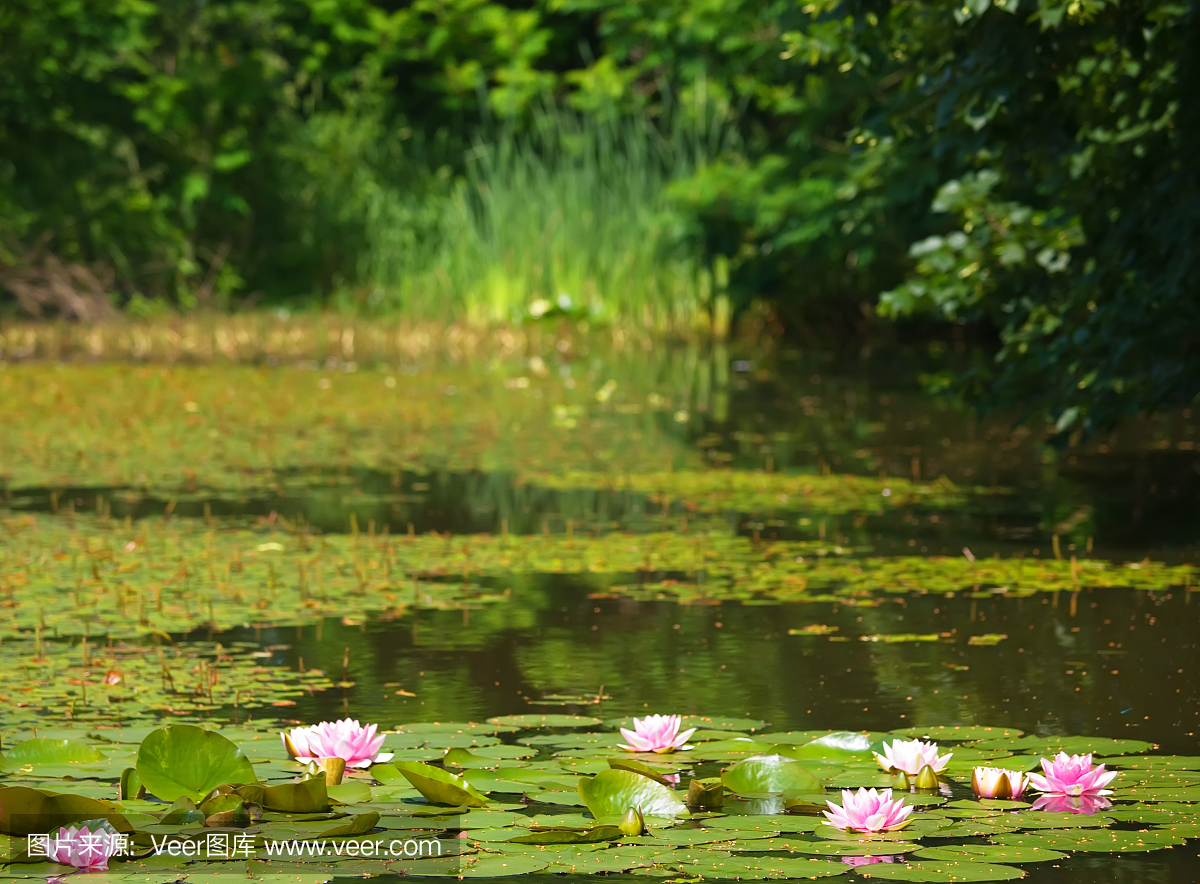 自然,百合花,英文字母B,英文字母P