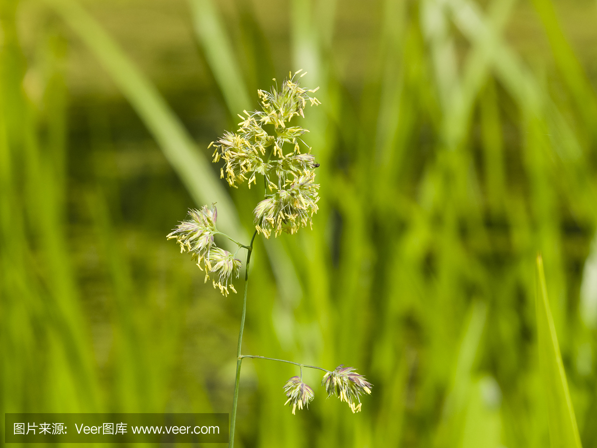 花在公鸡脚草,Dactylis glomerata,特写,选择性焦