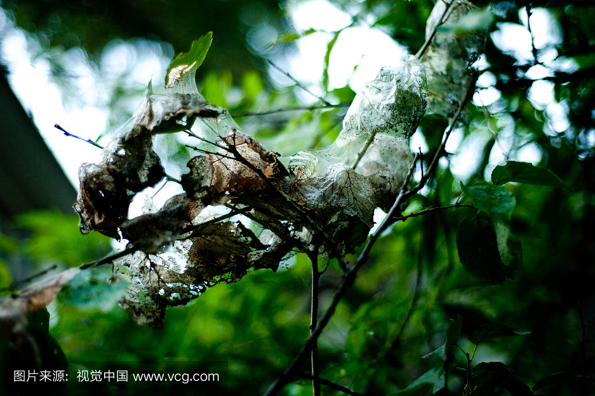 北京,叶子,彩色图片,水平画幅