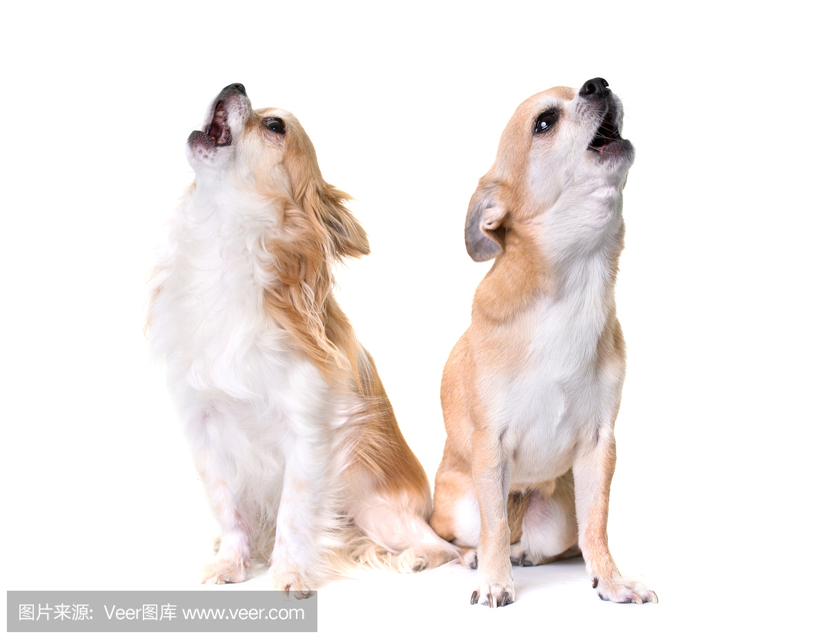 嚎叫,咆哮的,吠的,吠叫