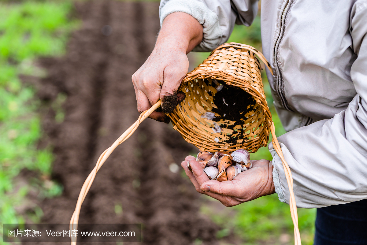 农民准备大蒜种植,蔬菜园,春季园艺