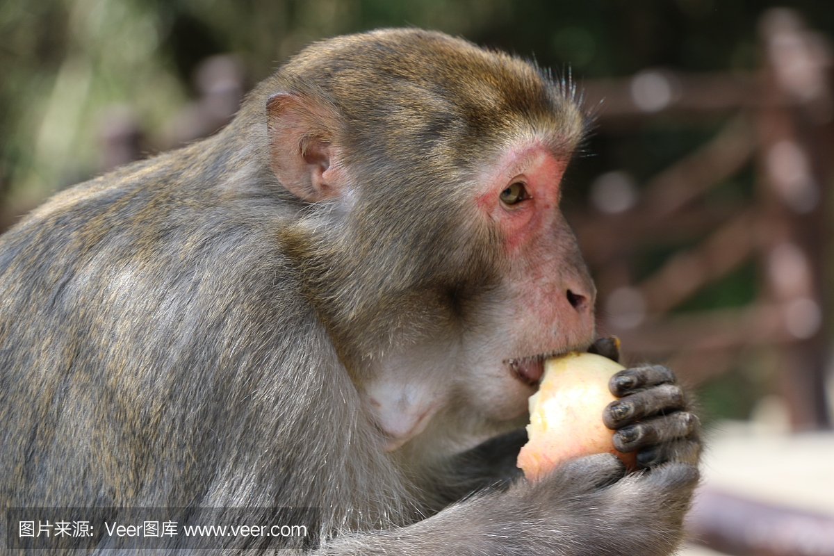 野生恒河猴猕猴吃苹果。中国张家界国家公园。