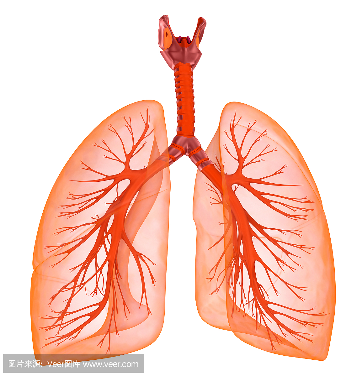 人的肺和气管。医学上准确的3D插图