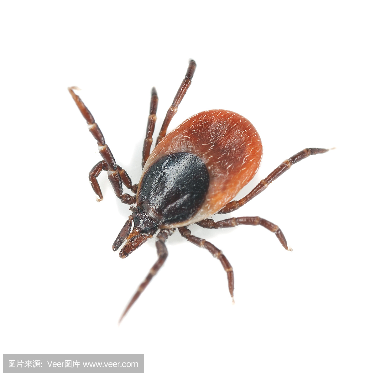 吸血动物,吸血的,无人,蜘蛛纲