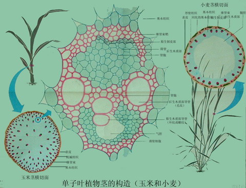 下列哪一组都属于双子叶植物( )a.玉米,花生,向日葵b.图片