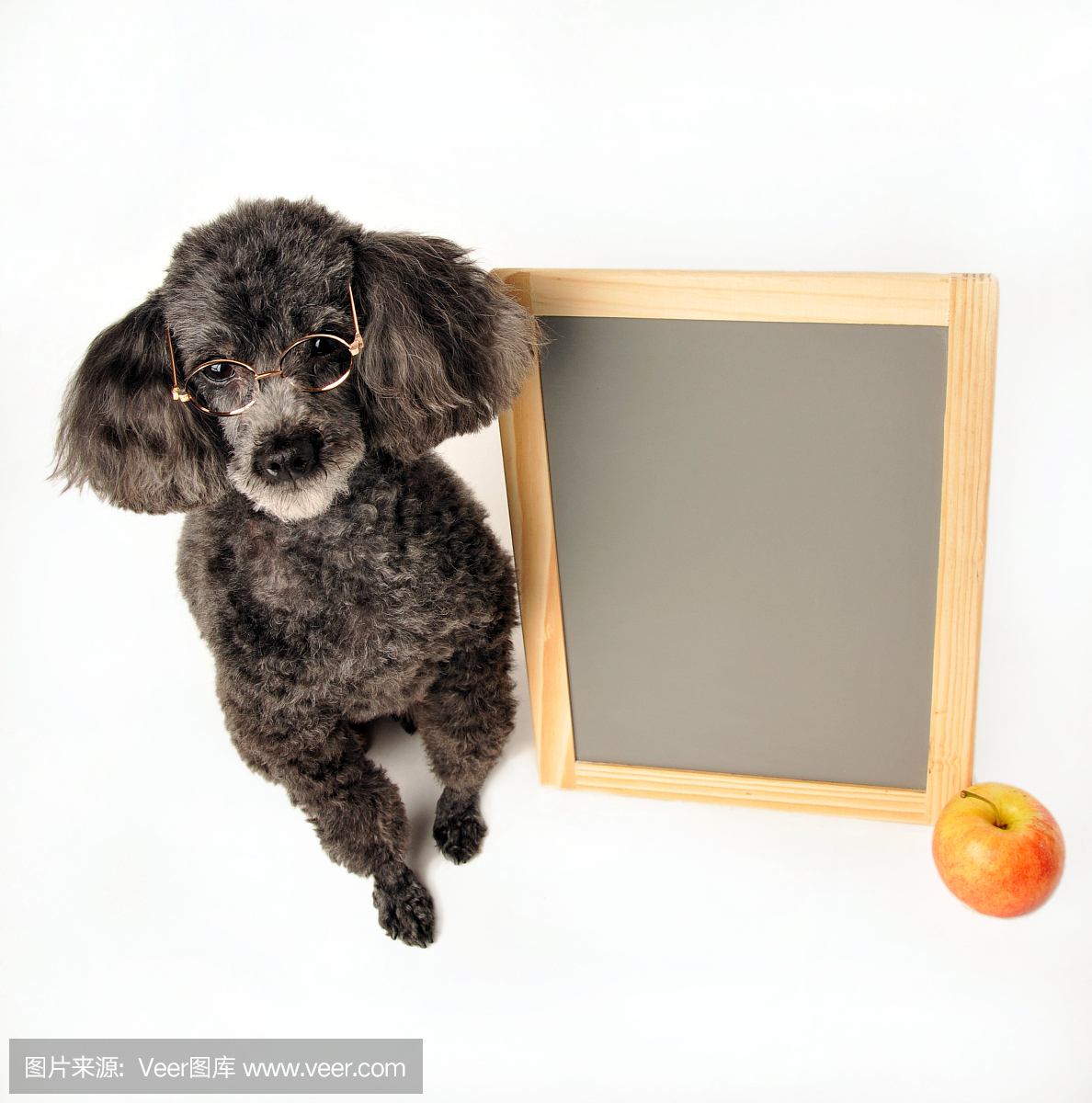 贵宾犬,一种智力很高的狮子狗,狮子狗,贵妇犬