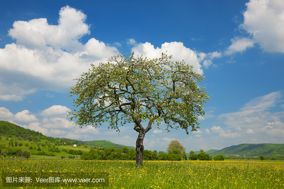 孤独的苹果树在美丽的春天风景在蓝天下