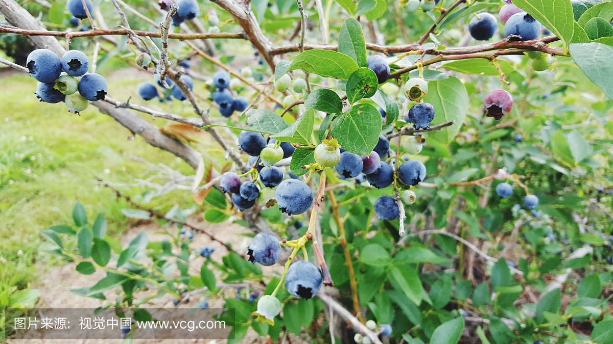蓝莓生长在树上的特写镜头