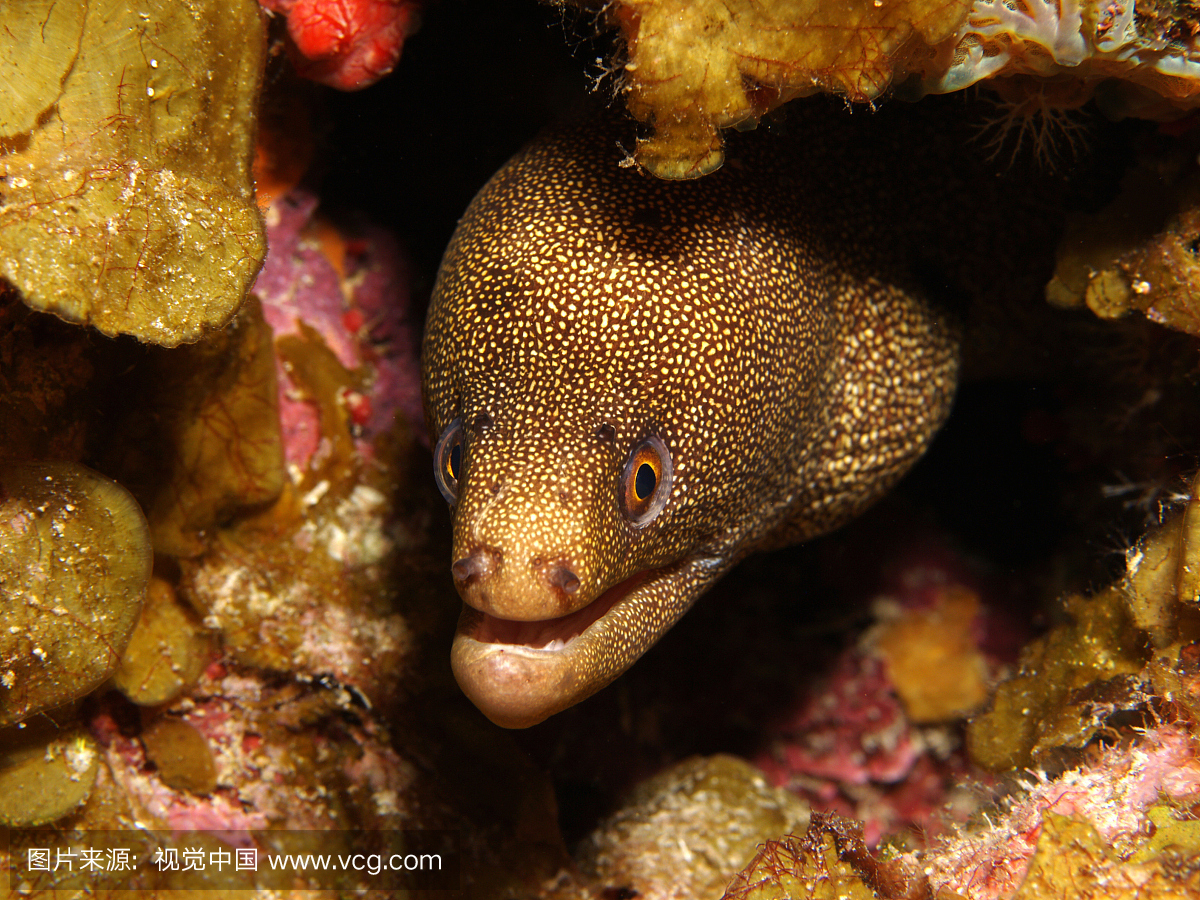 Goldentail海鳗(Gymnothorax miliaris)可以长到