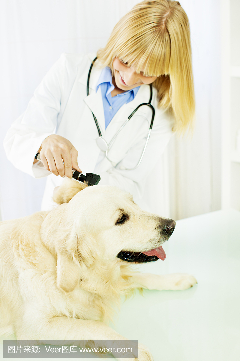 微笑的兽医做一个耳朵考试狗。