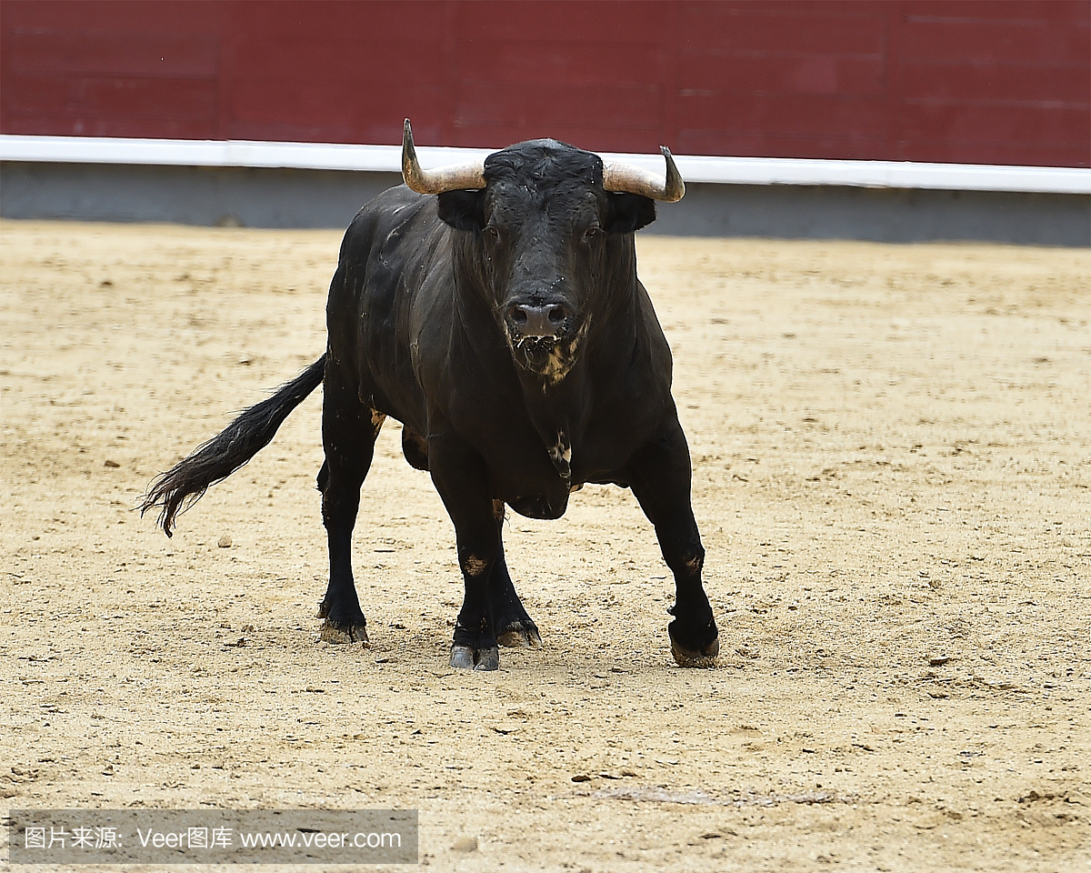 斗牛比赛,斗牛,西班牙斗牛,斗牛赛