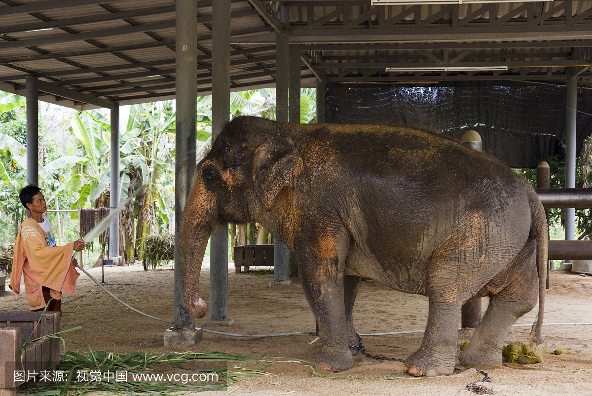 受伤的大象在FAE大象医院被清理。