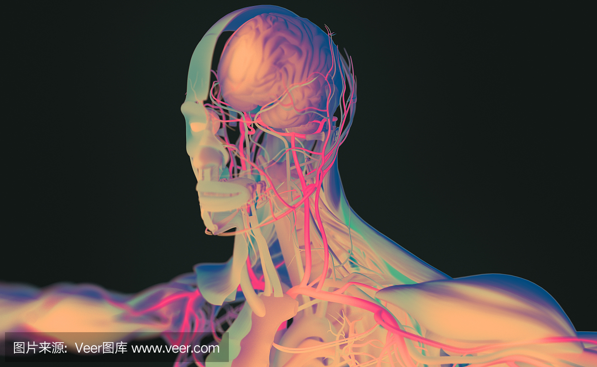 解剖学未来派扫描与xray样的人体视图。鲜艳的