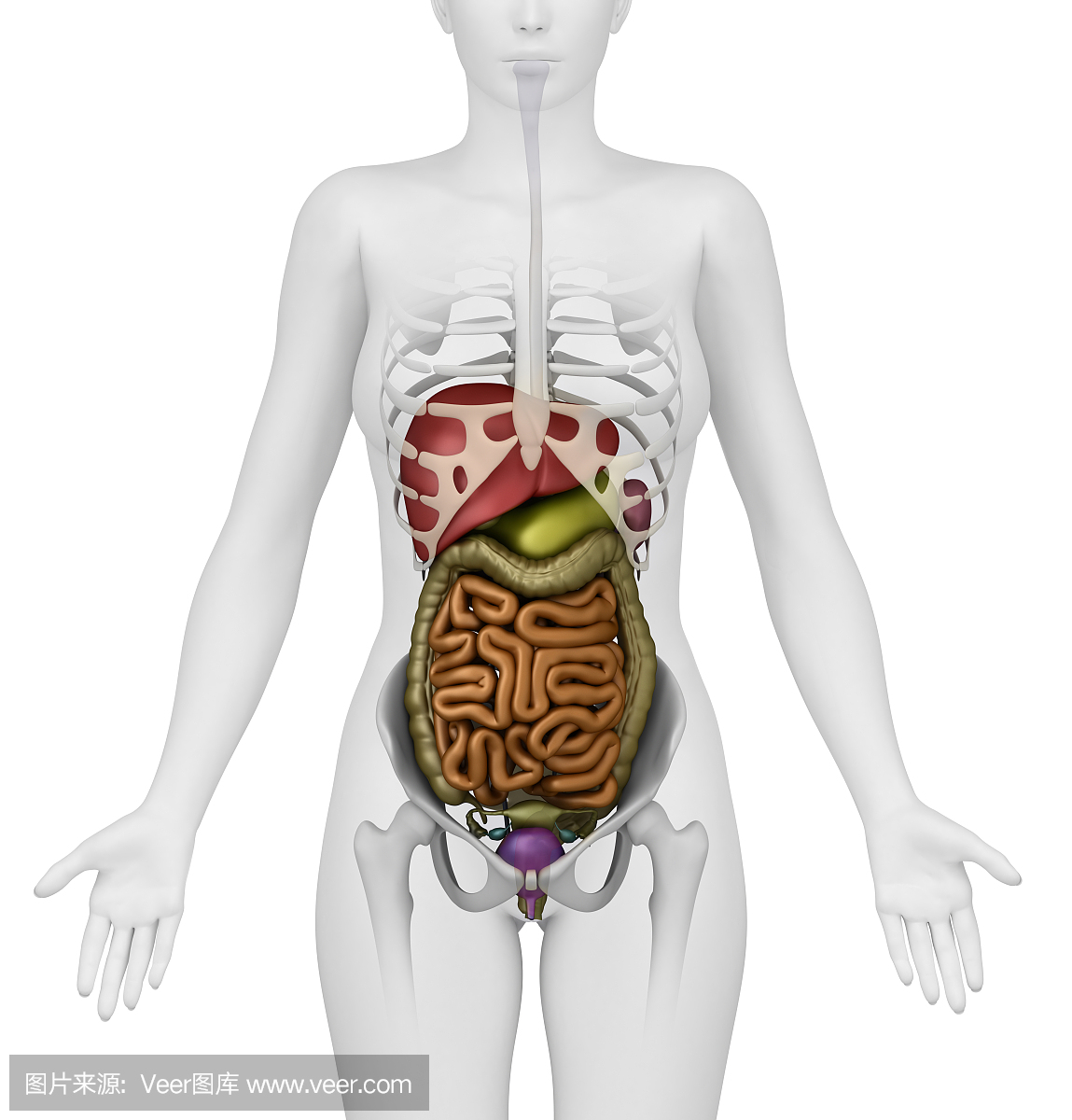 女性腹部器官 - 前视图
