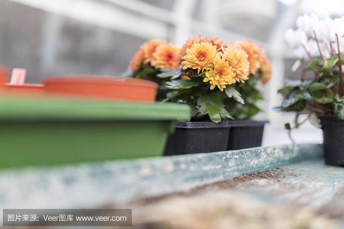 矮小的黄色和橙色菊花在黑色塑料植物盆栽花卉