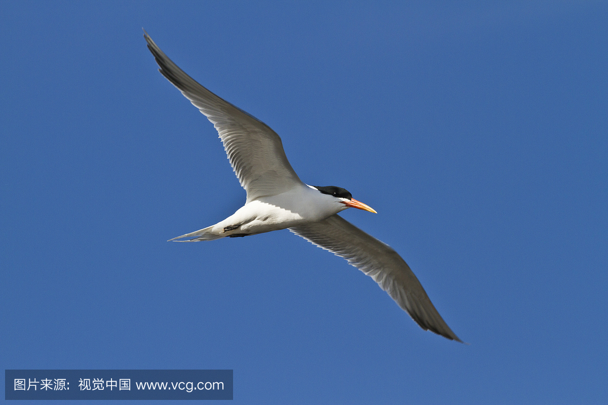 中的优雅燕鸥(Thalasseus elegans),加拉加斯湾