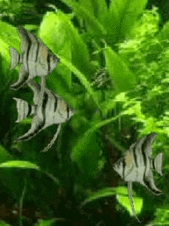 - 动态海底世界水中鱼大图-55kb 海底动态壁纸的搜索结果_360图片搜索