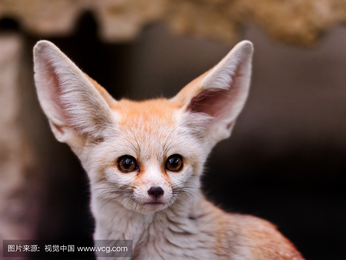 狐狸,狐,动物耳朵,耳朵